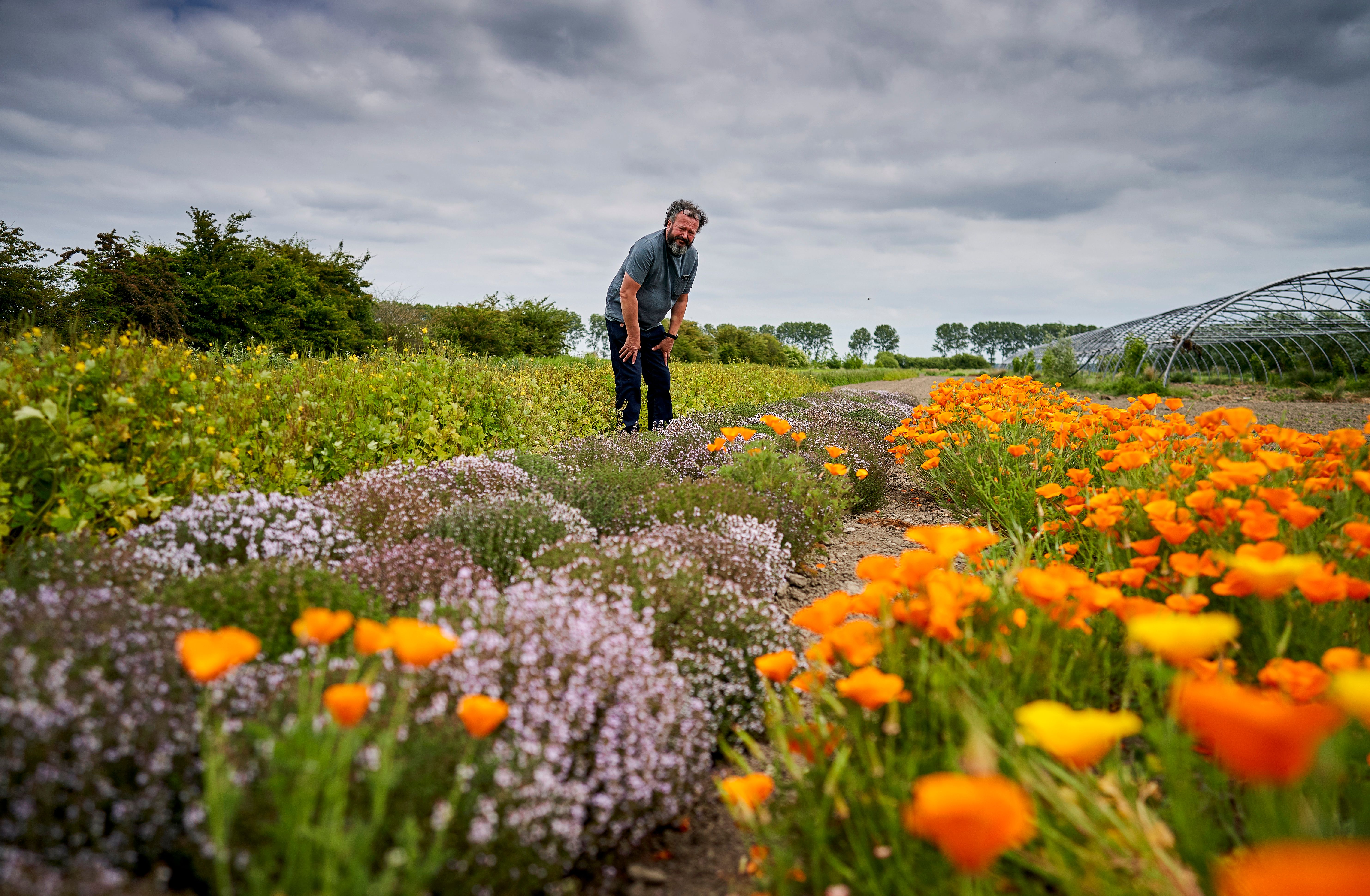 agrarisch natuurbeheer bloemen