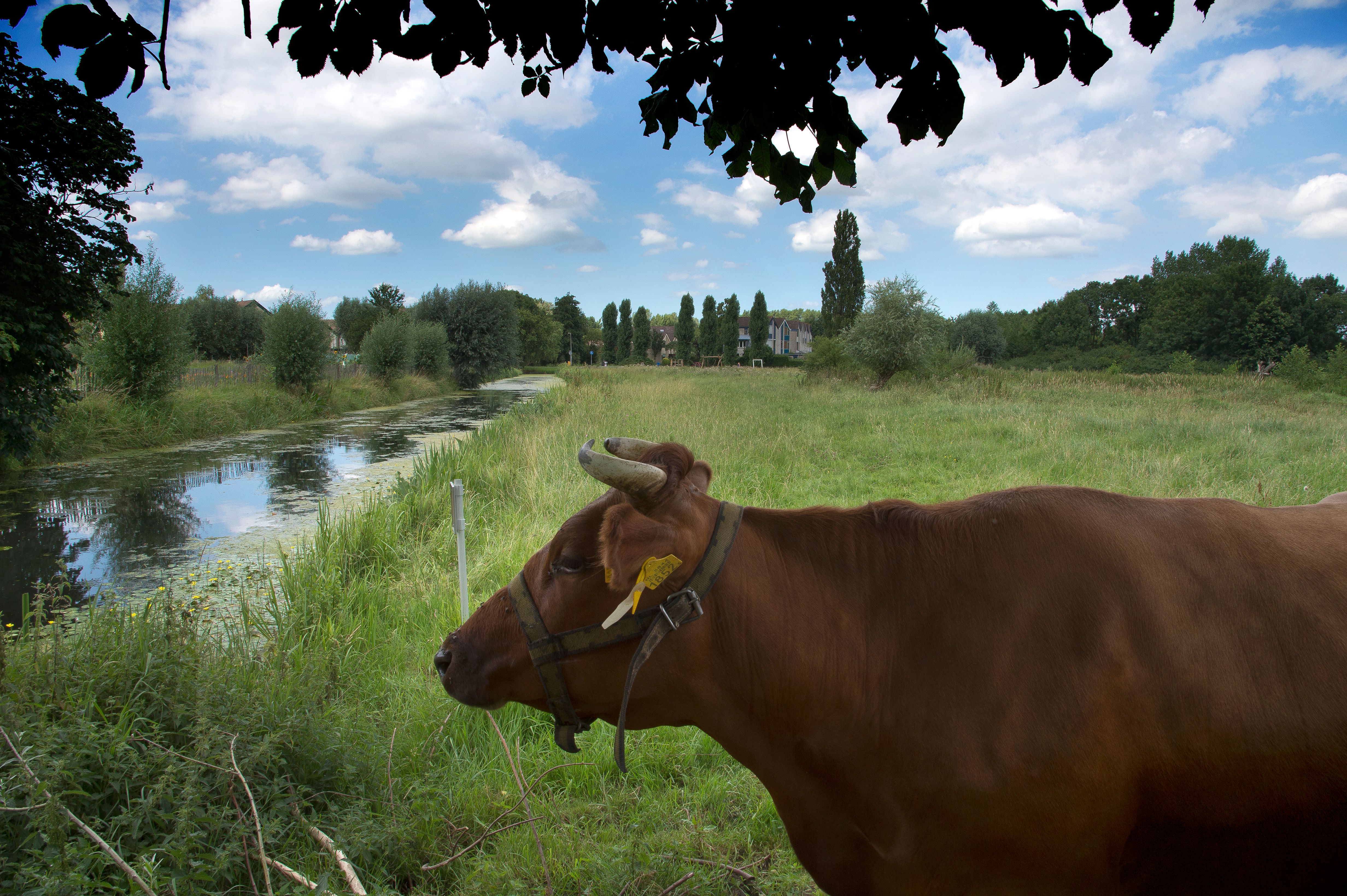 groene omgeving met friese roodbonte koe