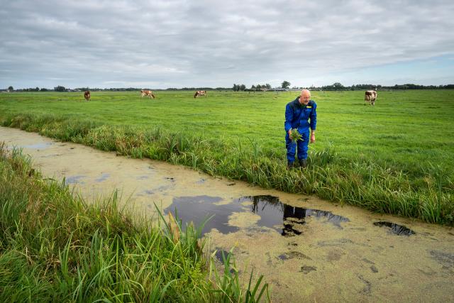 Boerderij de vooruitgang koeien en weiland