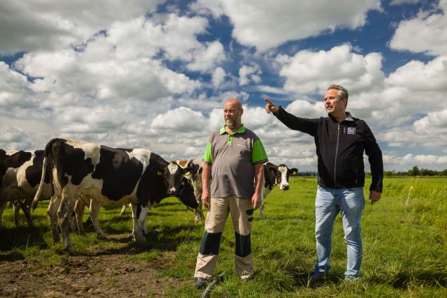 Weiland met koeien en boer